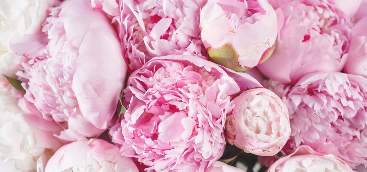 Пионовидная роза Пиони Пинк