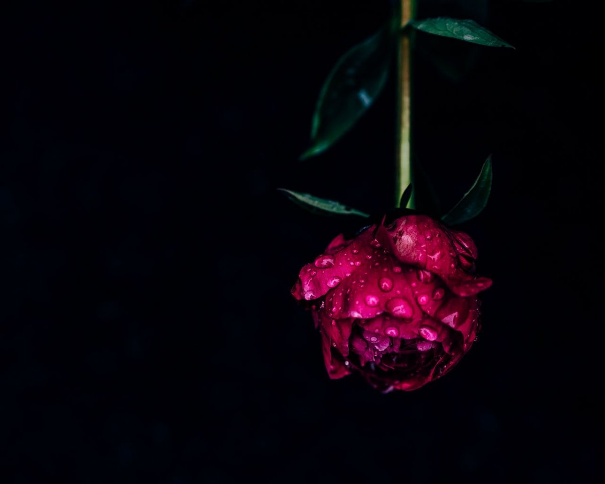 Пион розовидный