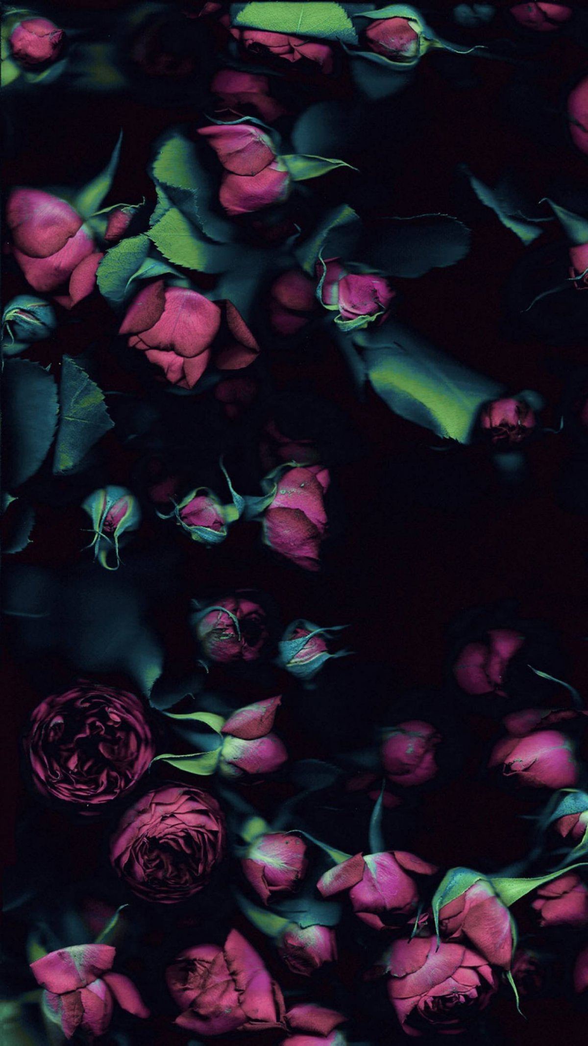 Цветы на темном фоне