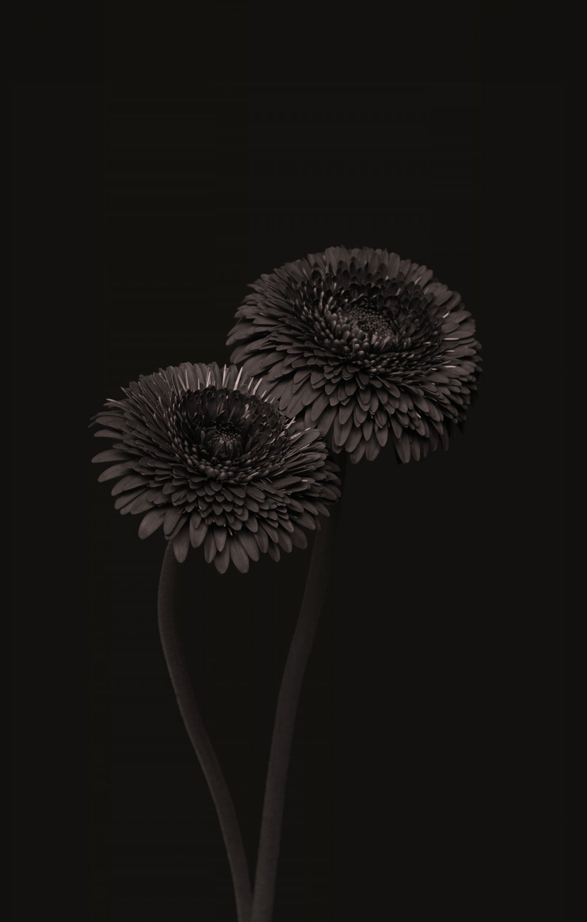 Черный фон Эстетика