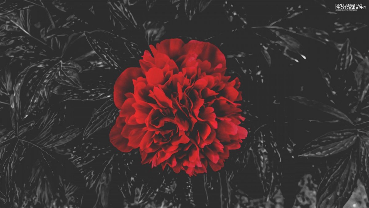 Черный фон Эстетика