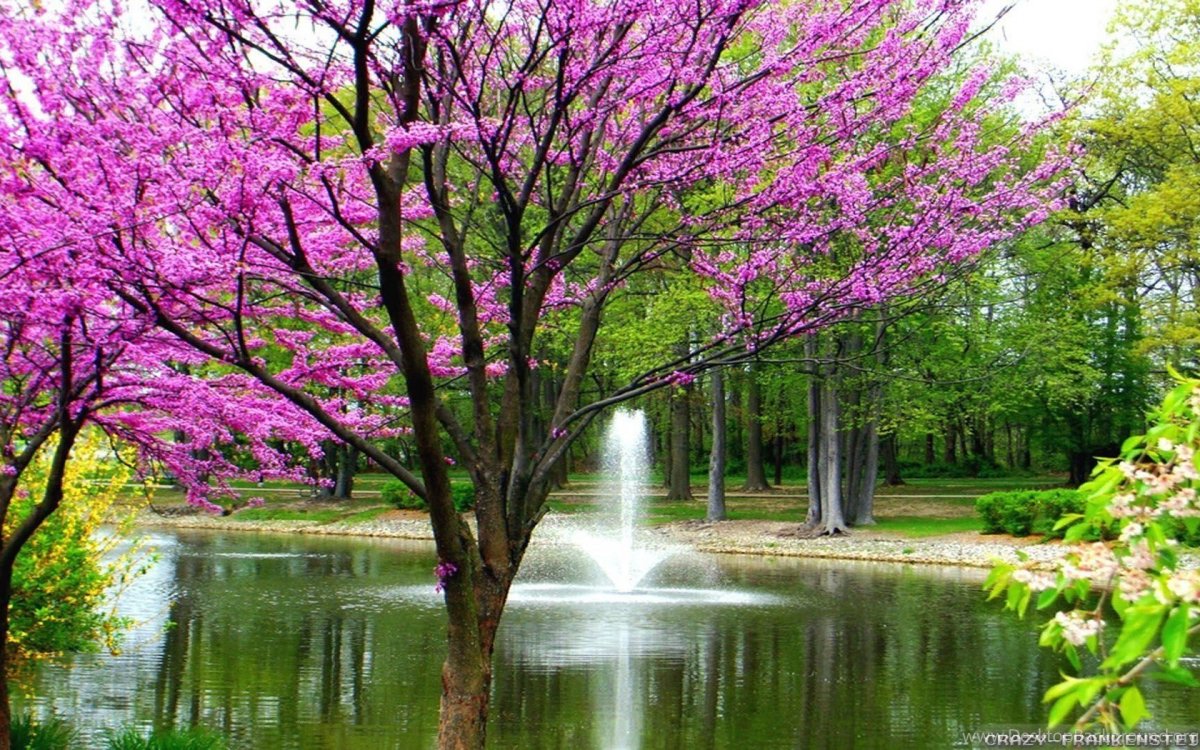 Джакаранда дерево