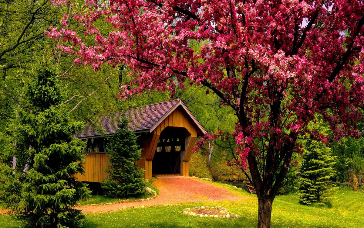 Дом цветущие деревья