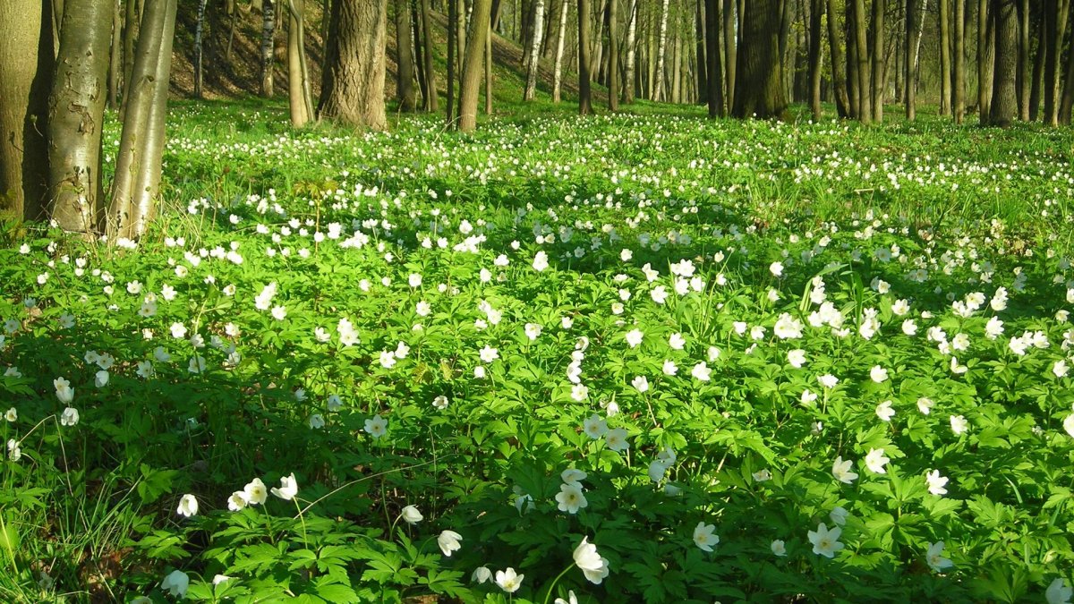 Ветреница Лесная Полянка