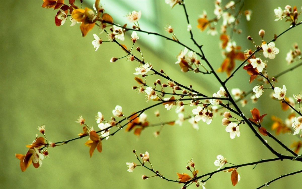 Весенняя ветка