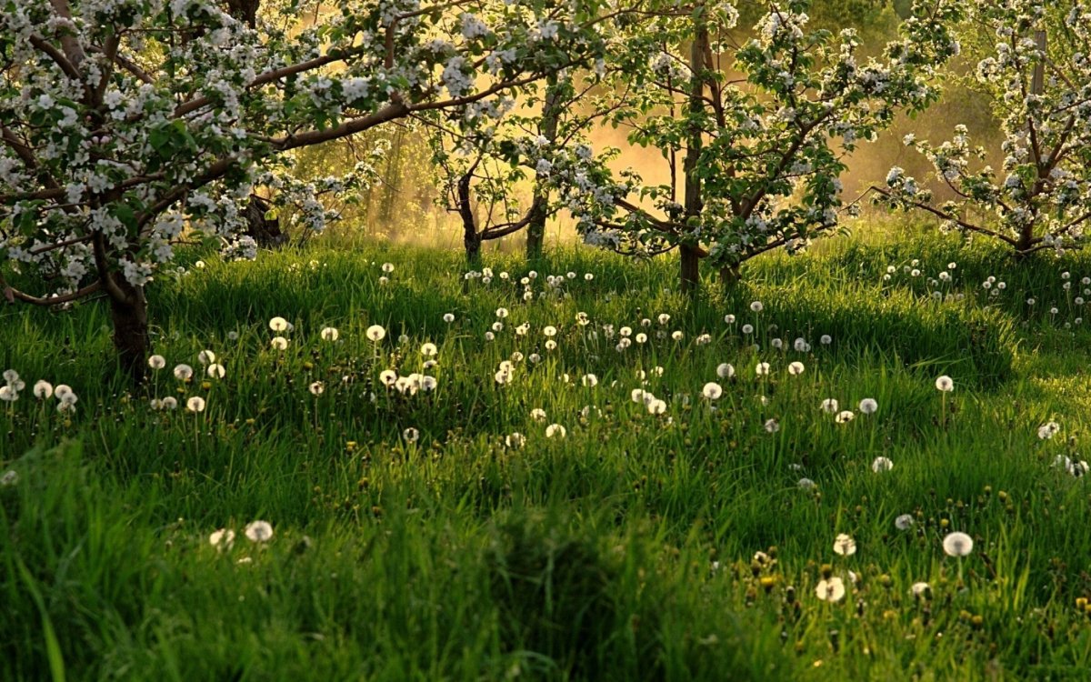 Поздняя Весна