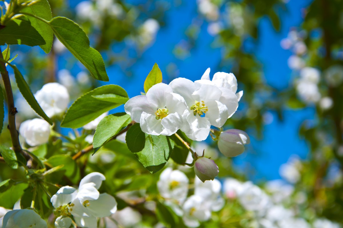Цветы яблони
