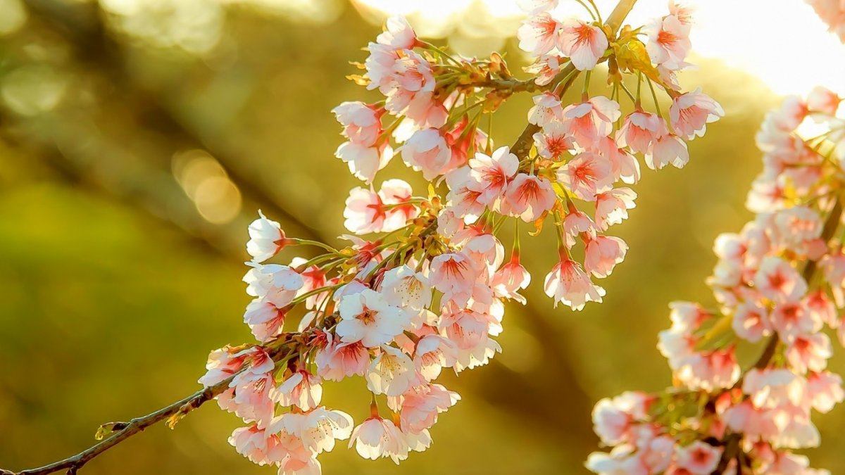 Сакура цветение растения