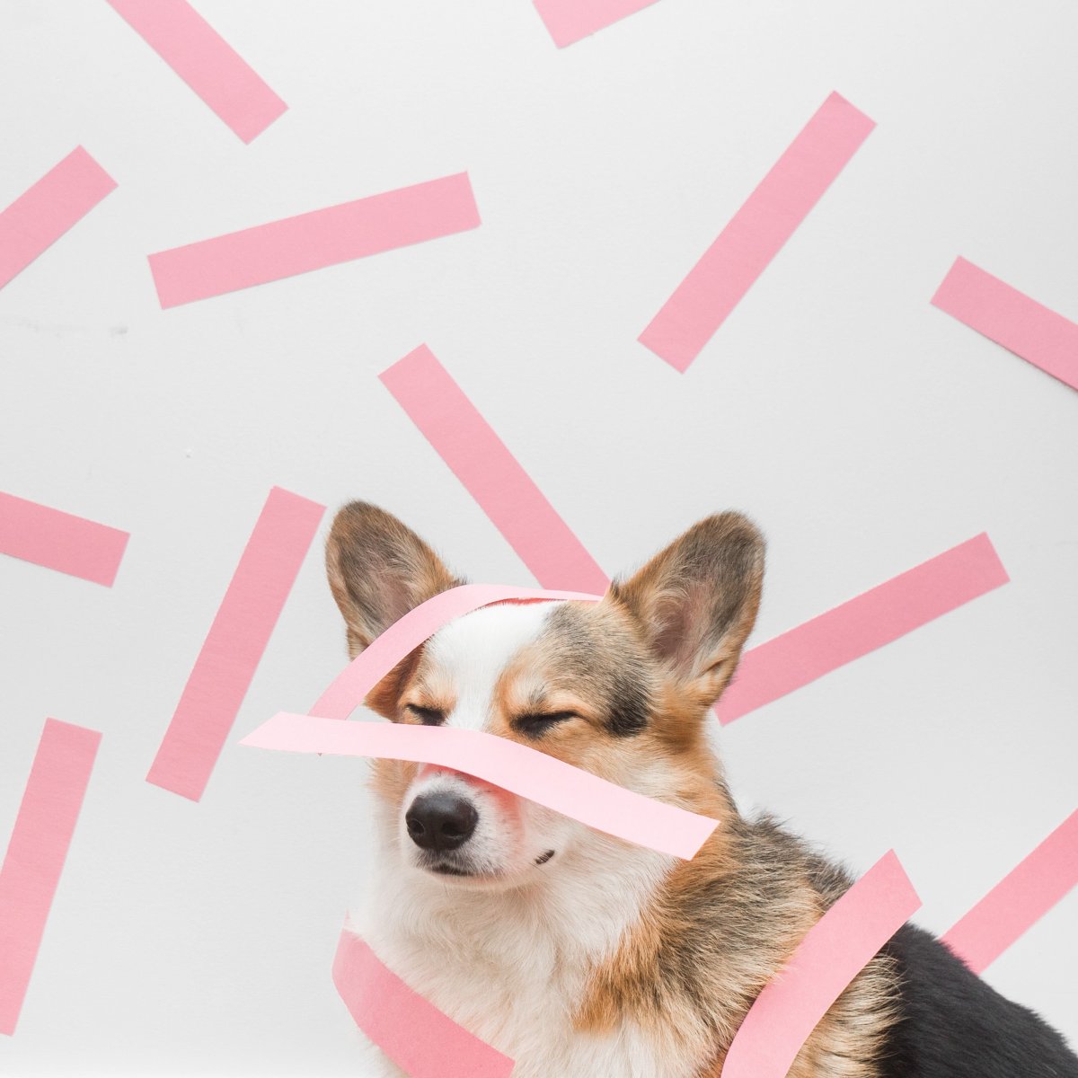 Корги мультяшная