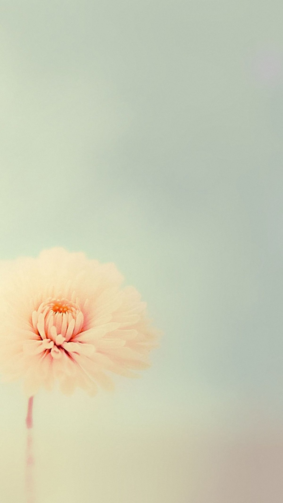 Нежный цветок