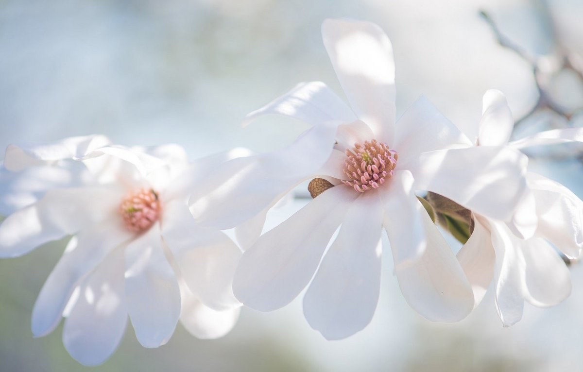 Бирюзовые цветы