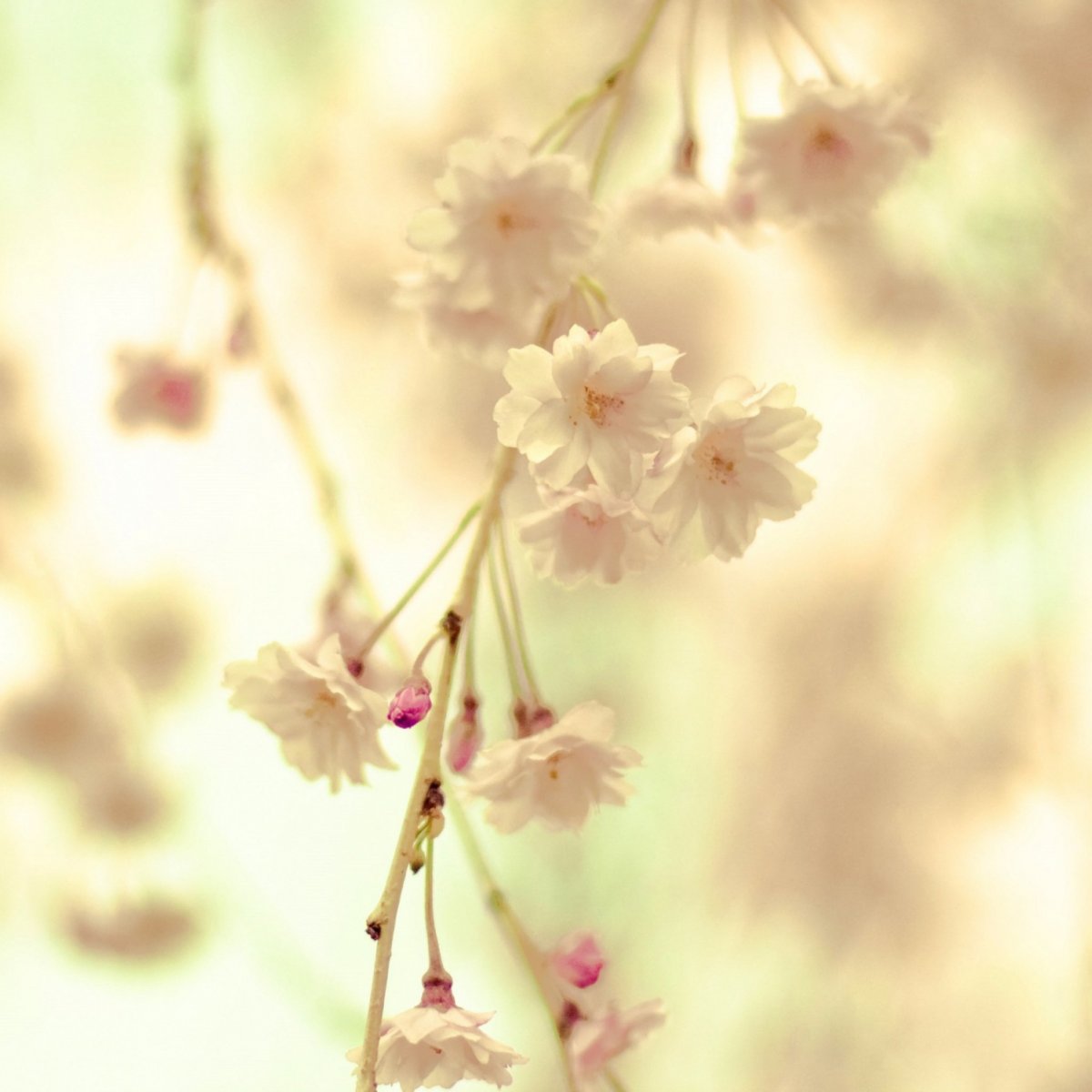 Фон пастельные тона