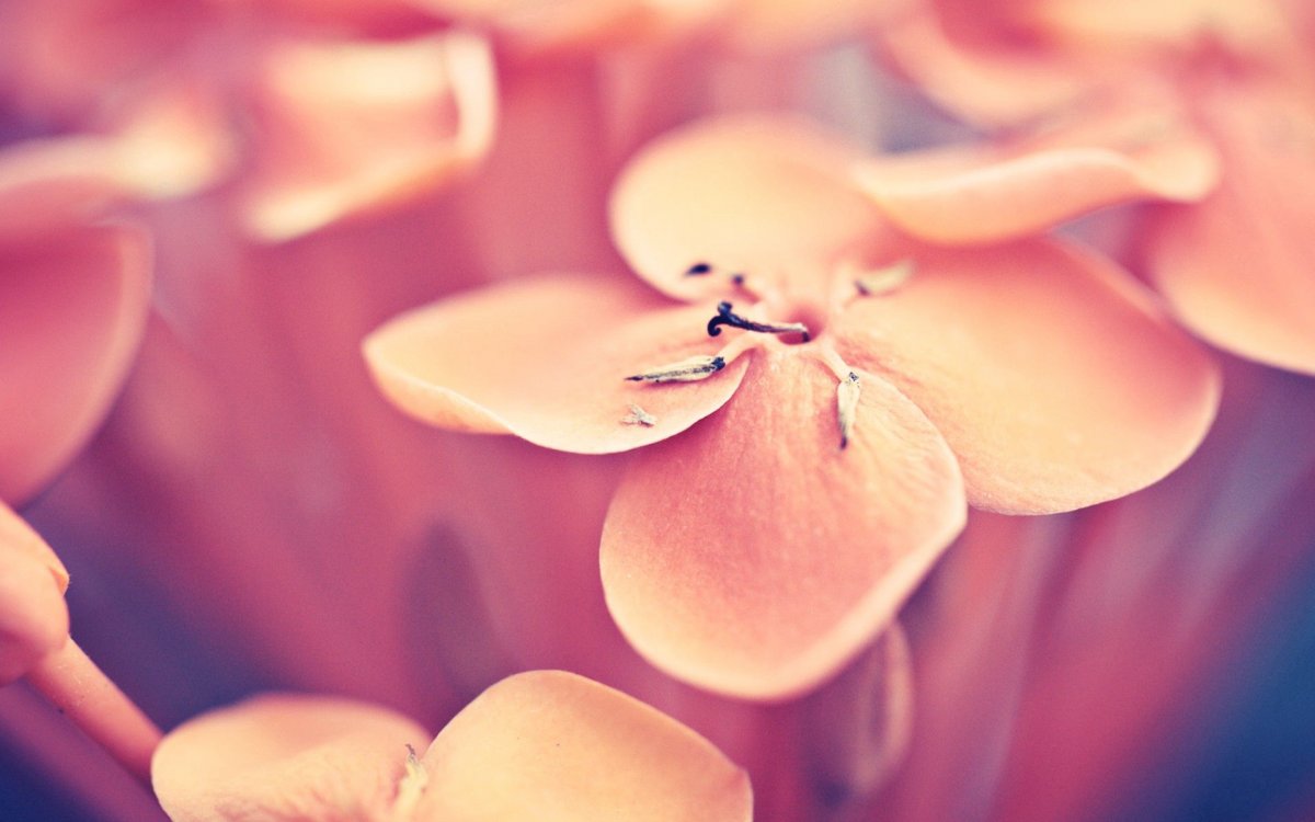 Цветы на Светлом фоне