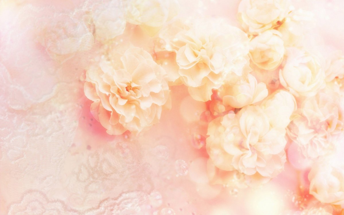 Пионовидная роза пастельных тонов