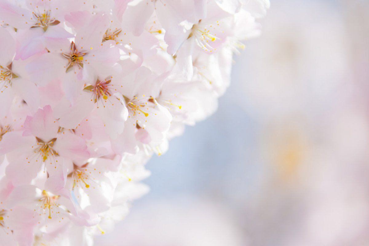 Обои на телефон в светлых тонах