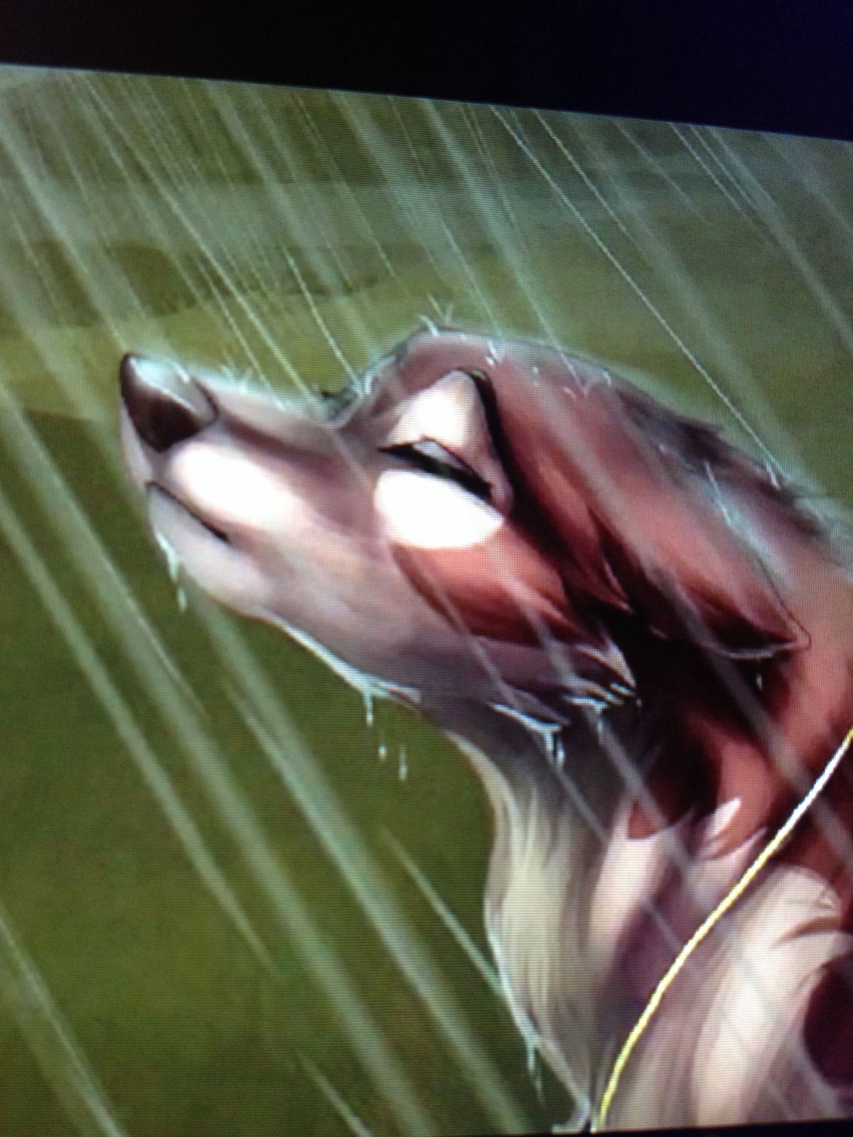 Плачущий волк