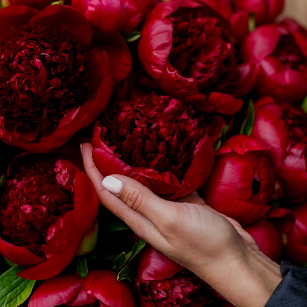 Пионы бургунди