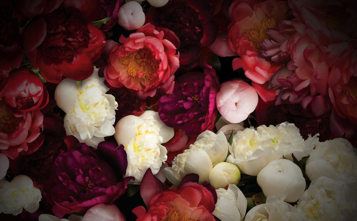 Пион свекольный