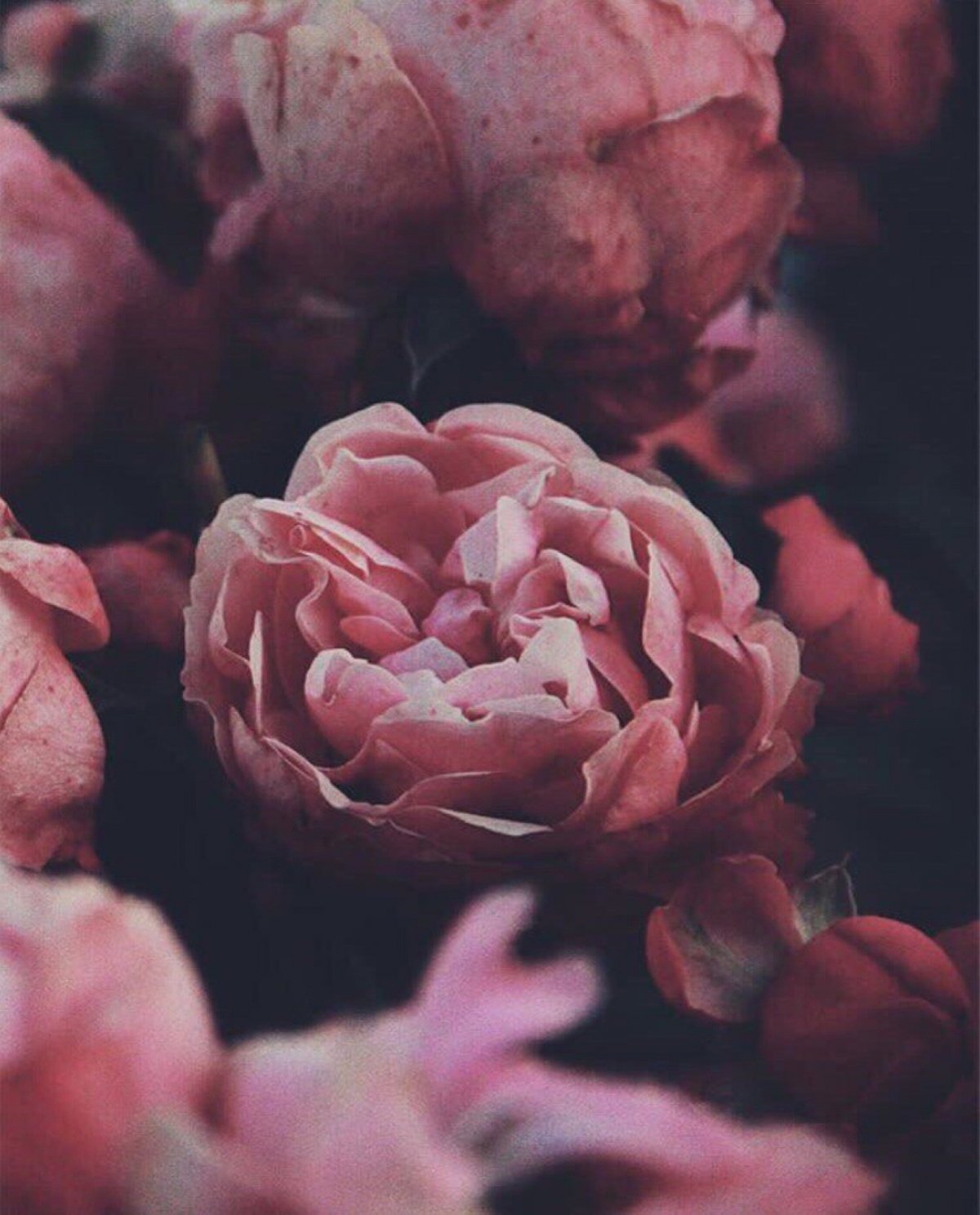 Пионы темные