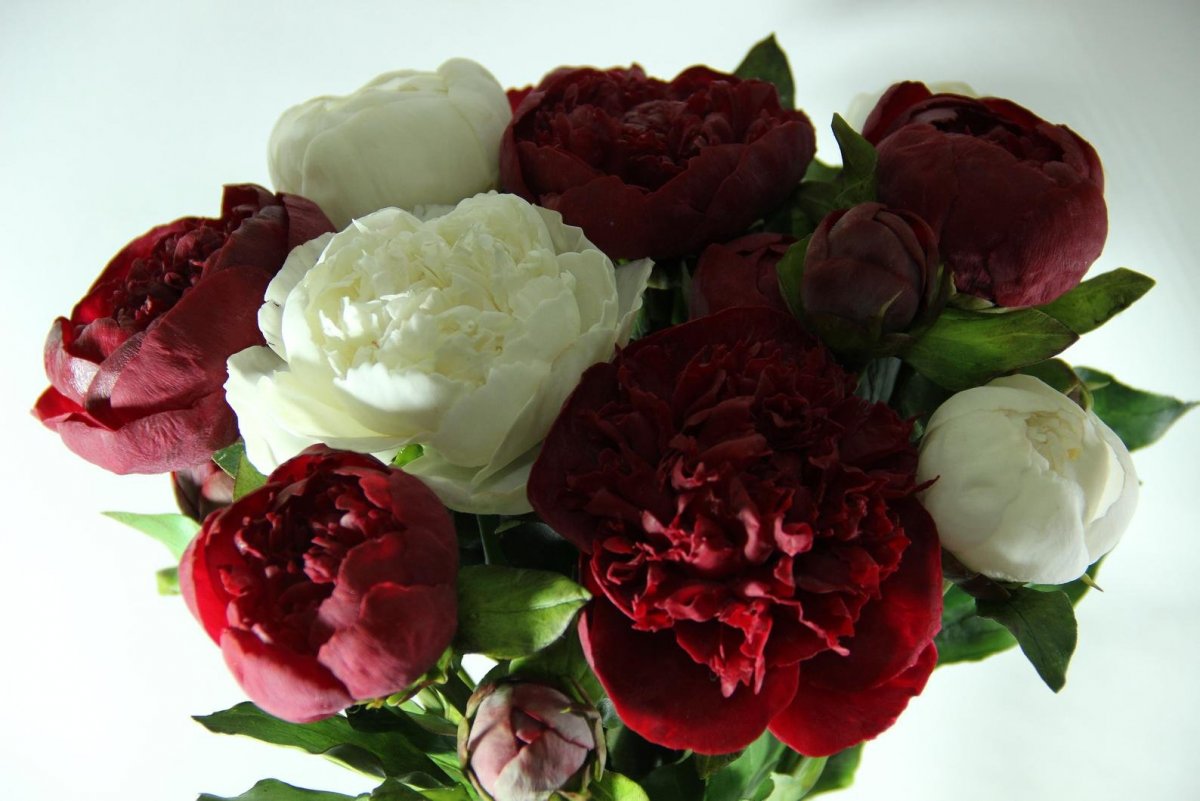 Голландские пионы бордовые