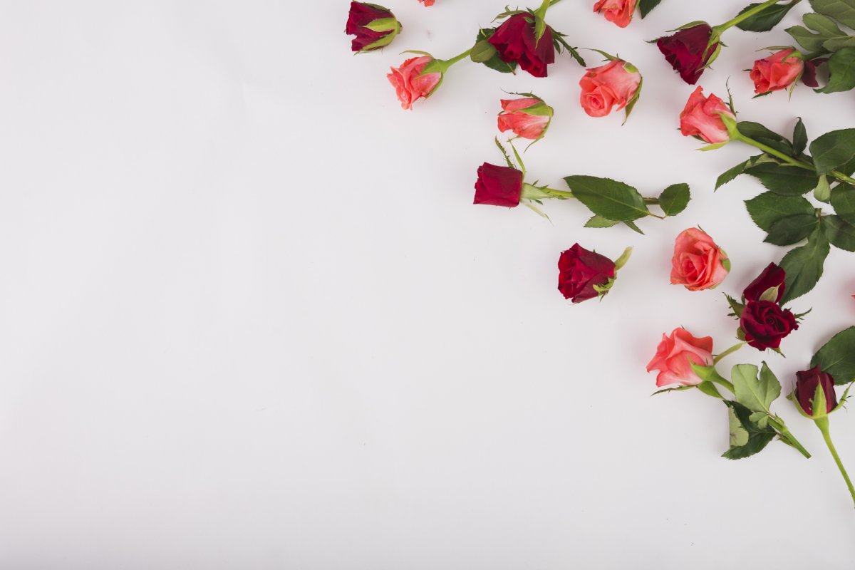 Веточка Сакуры на белом фоне