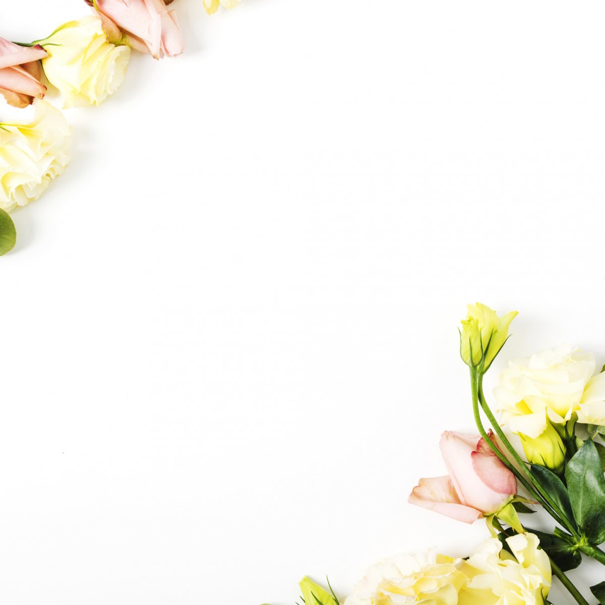 Цветы на белом фоне