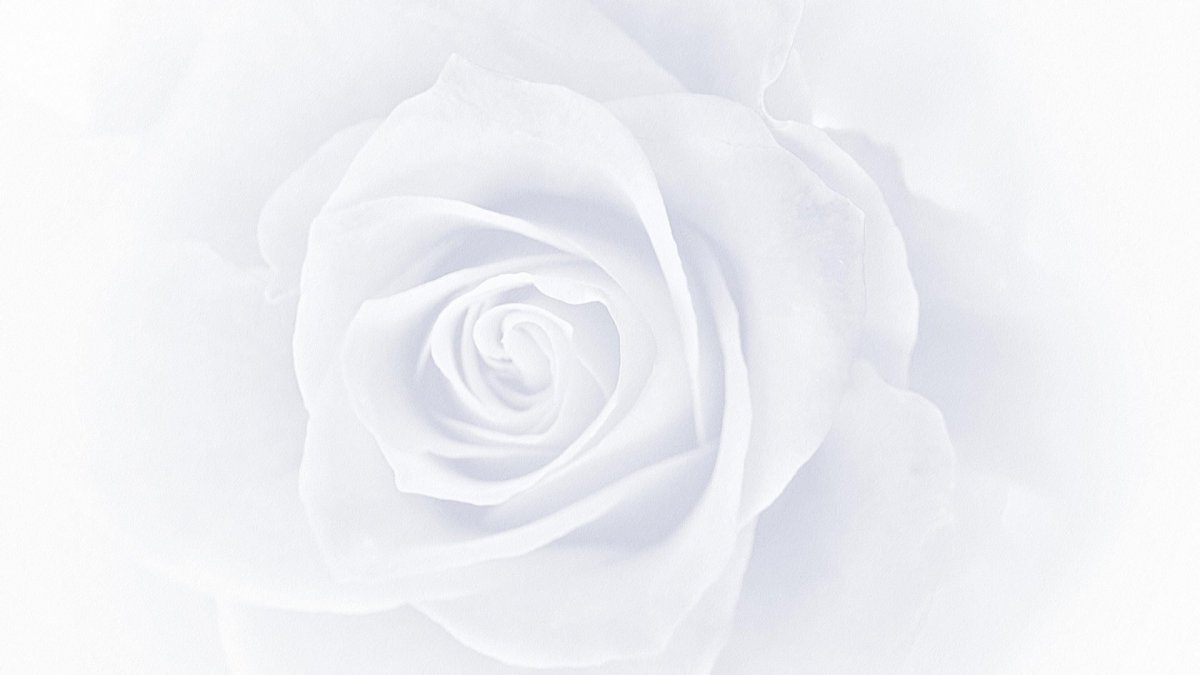 Фотообои бабочка на цветке