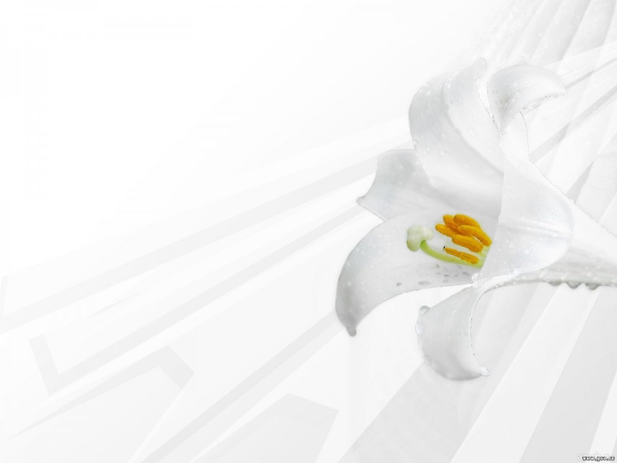 Белоснежный фон