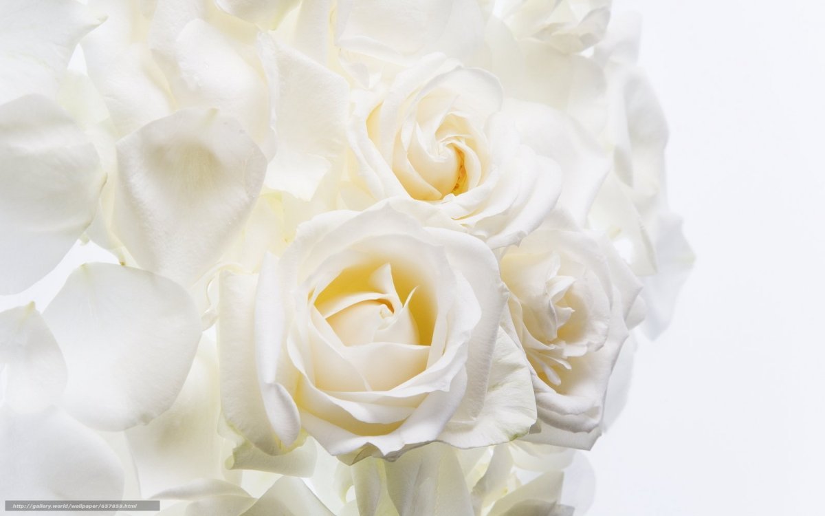 Красивый белый фон для фотошопа