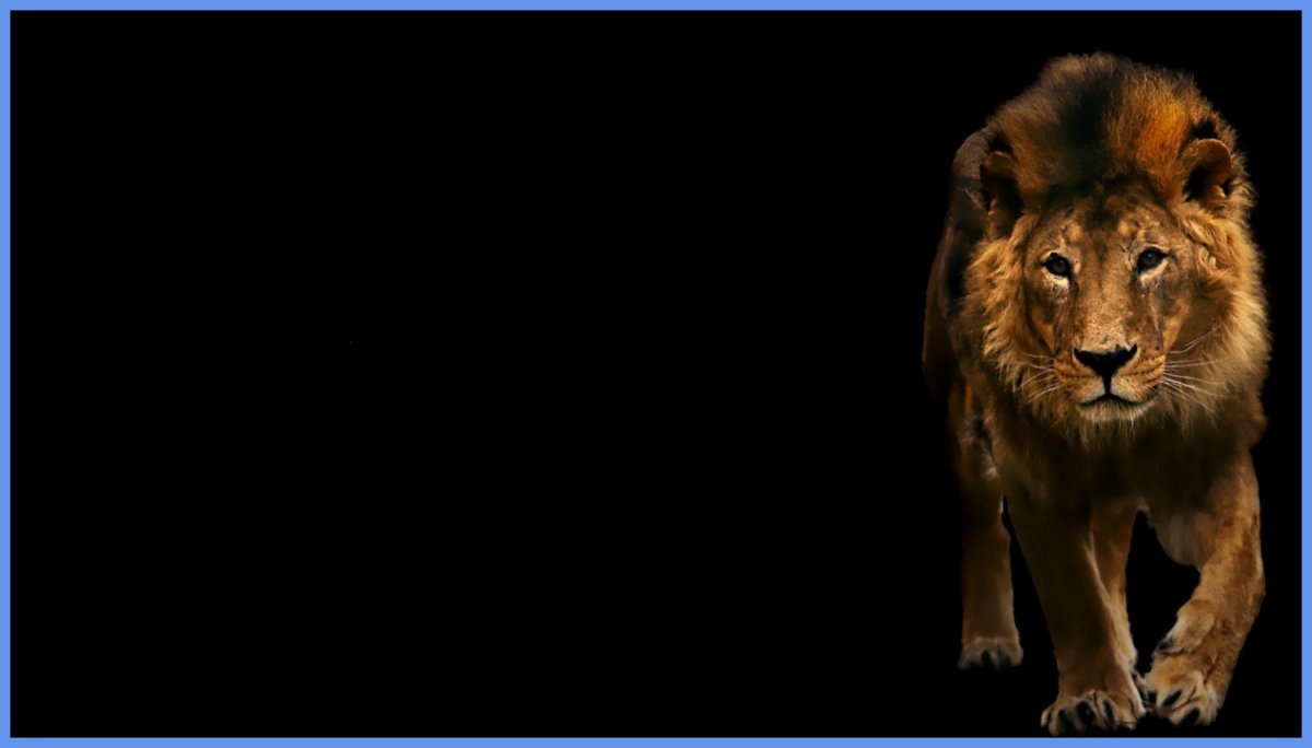 Лев картинки красивые на заставку