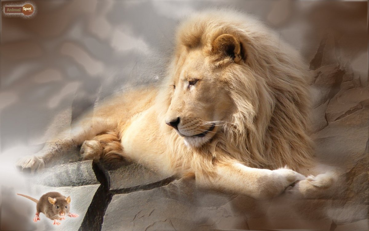 Лев на закате