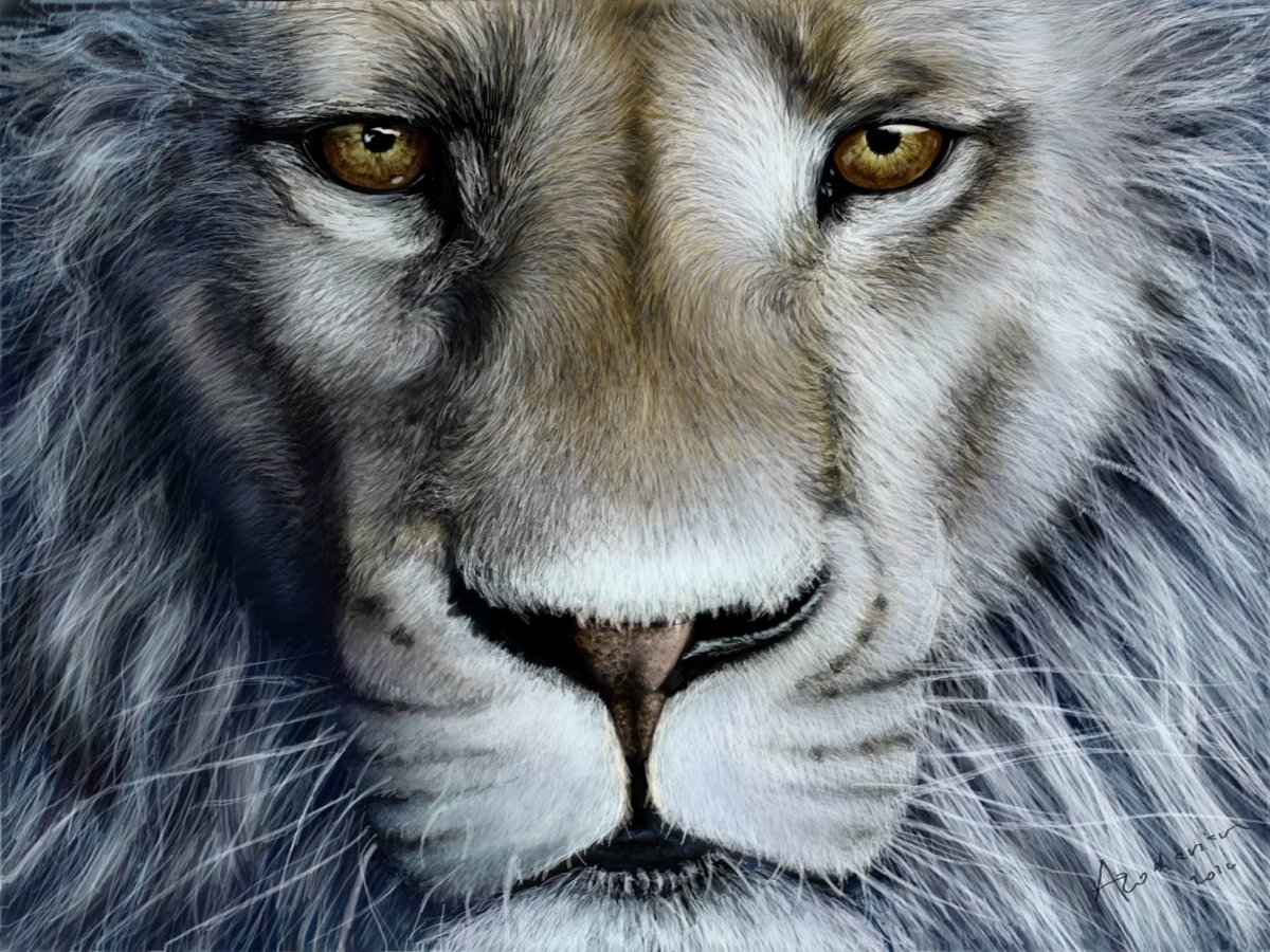 Картинки львы на рабочий стол 17 дюймов