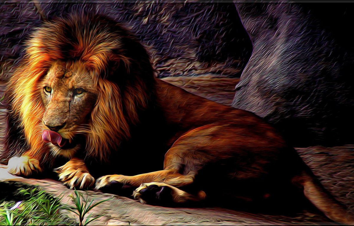 Лев обои