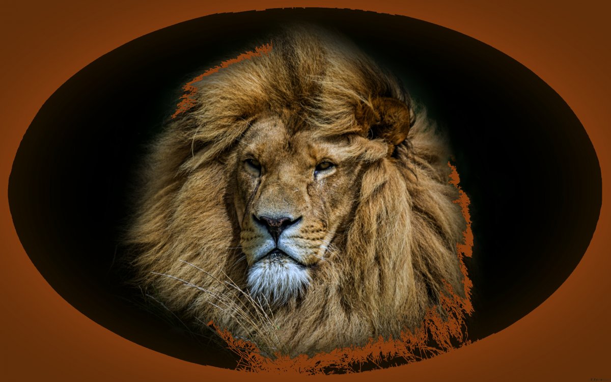 Леви львица