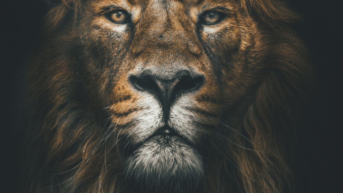 Картинки на рабочий стол Лев