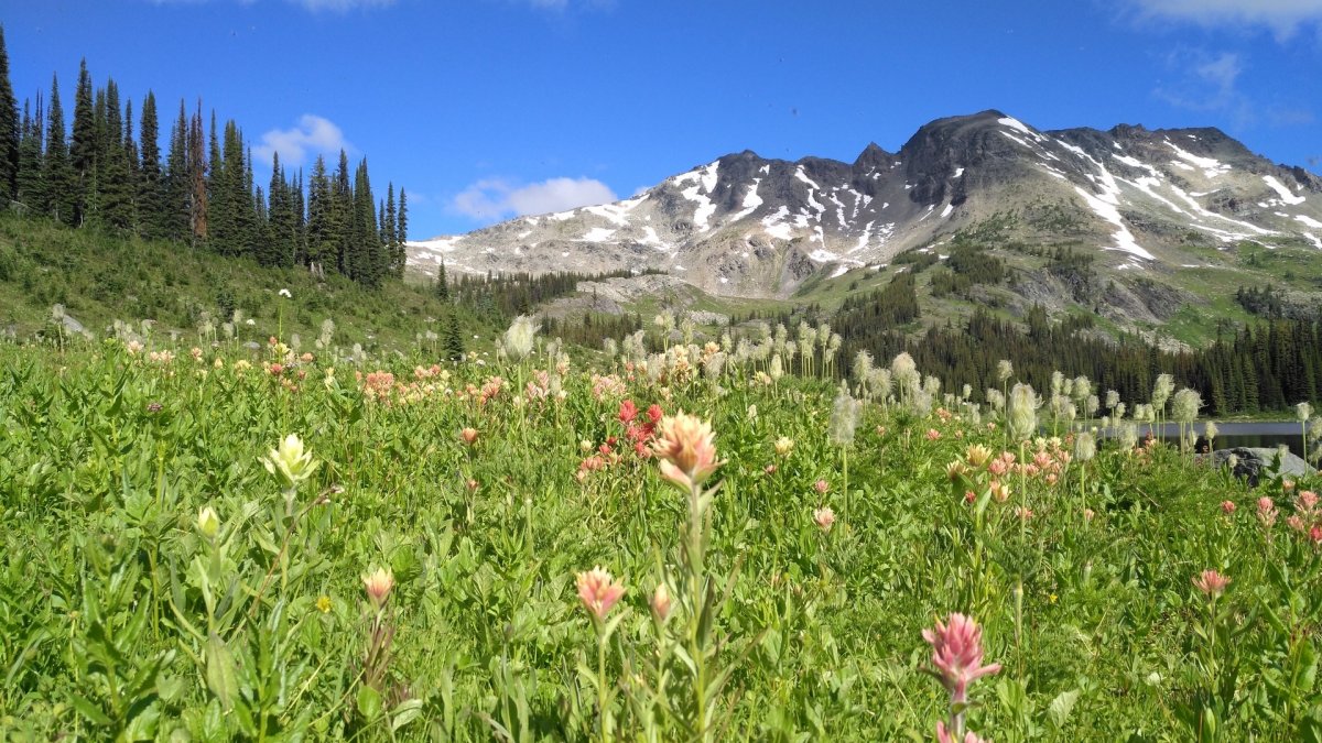 Альпийские Луга Великобритании