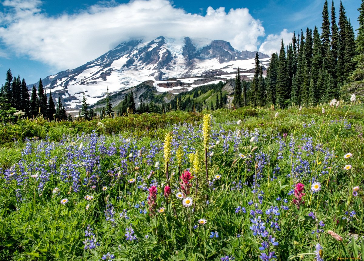 Обои на рабочий стол альпийские луга