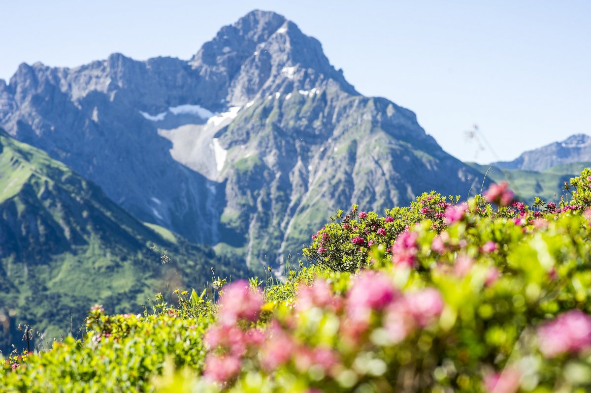 Альпийские Луга Кавказа