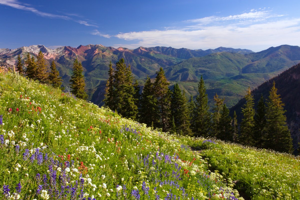 Альпийские Луга Франции