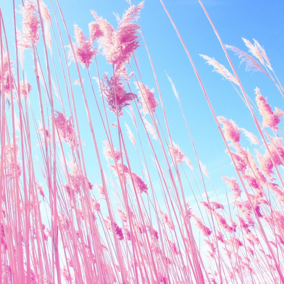 Милый фон пастельных тонов