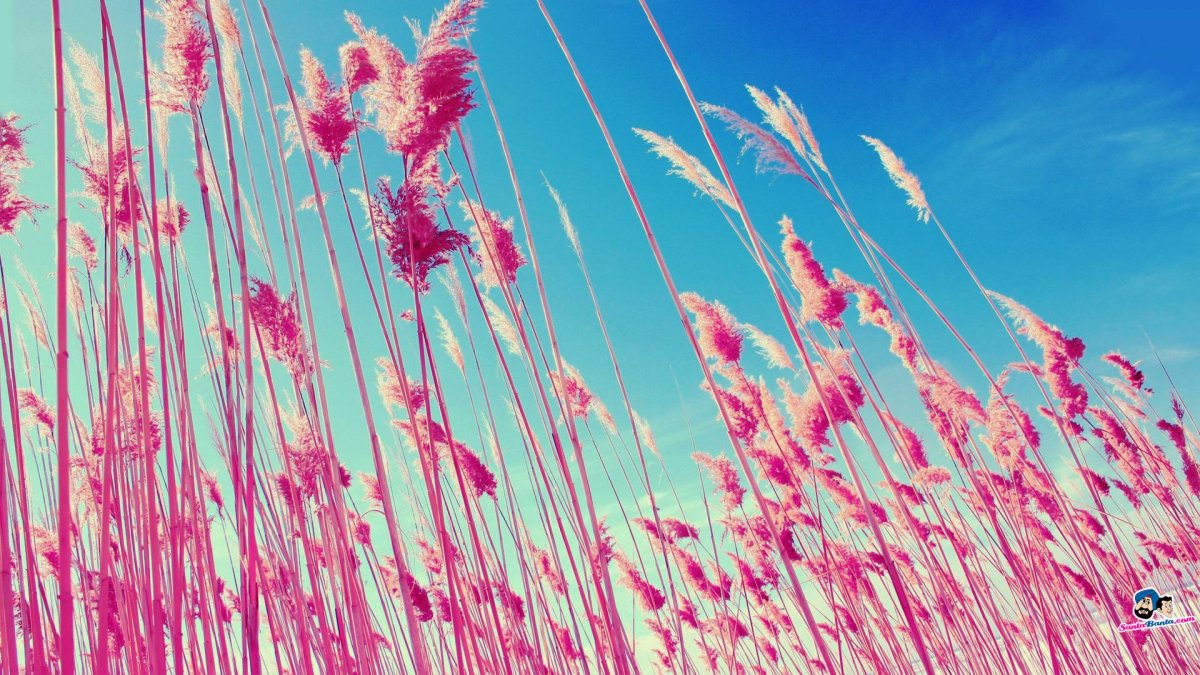 Эстетика розовых цветов