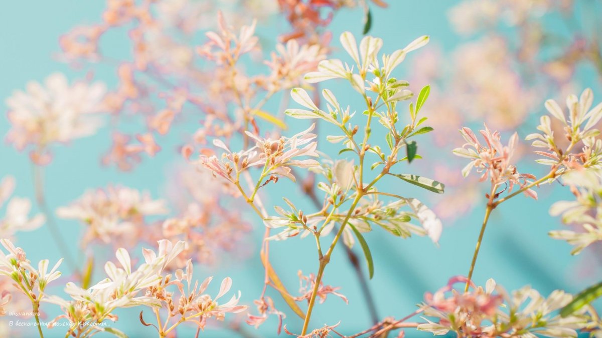 Природа в светлых тонах