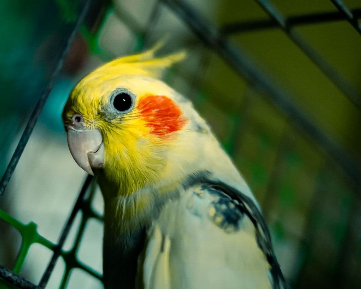 Попугай корелла