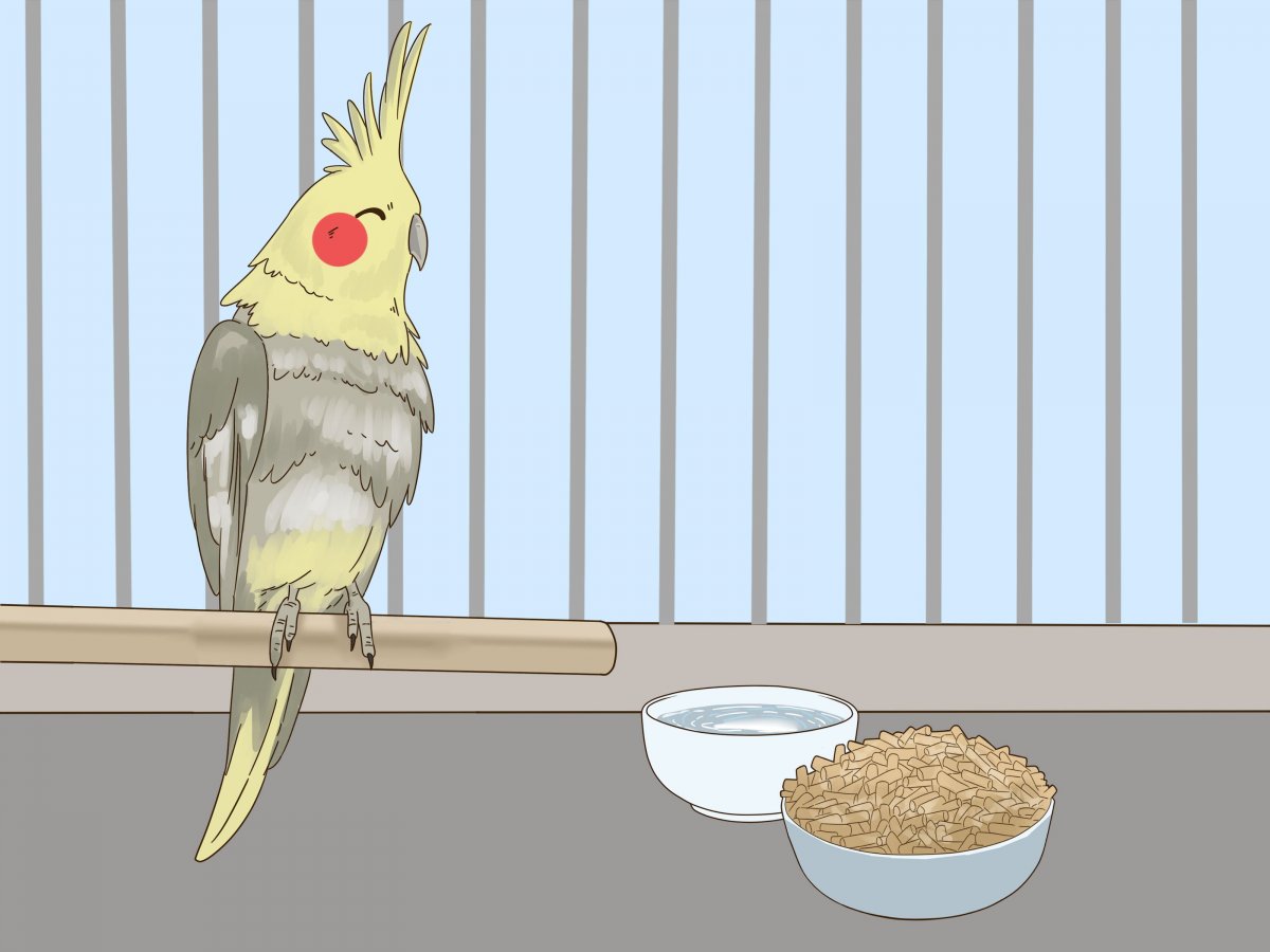 Розовая корелла