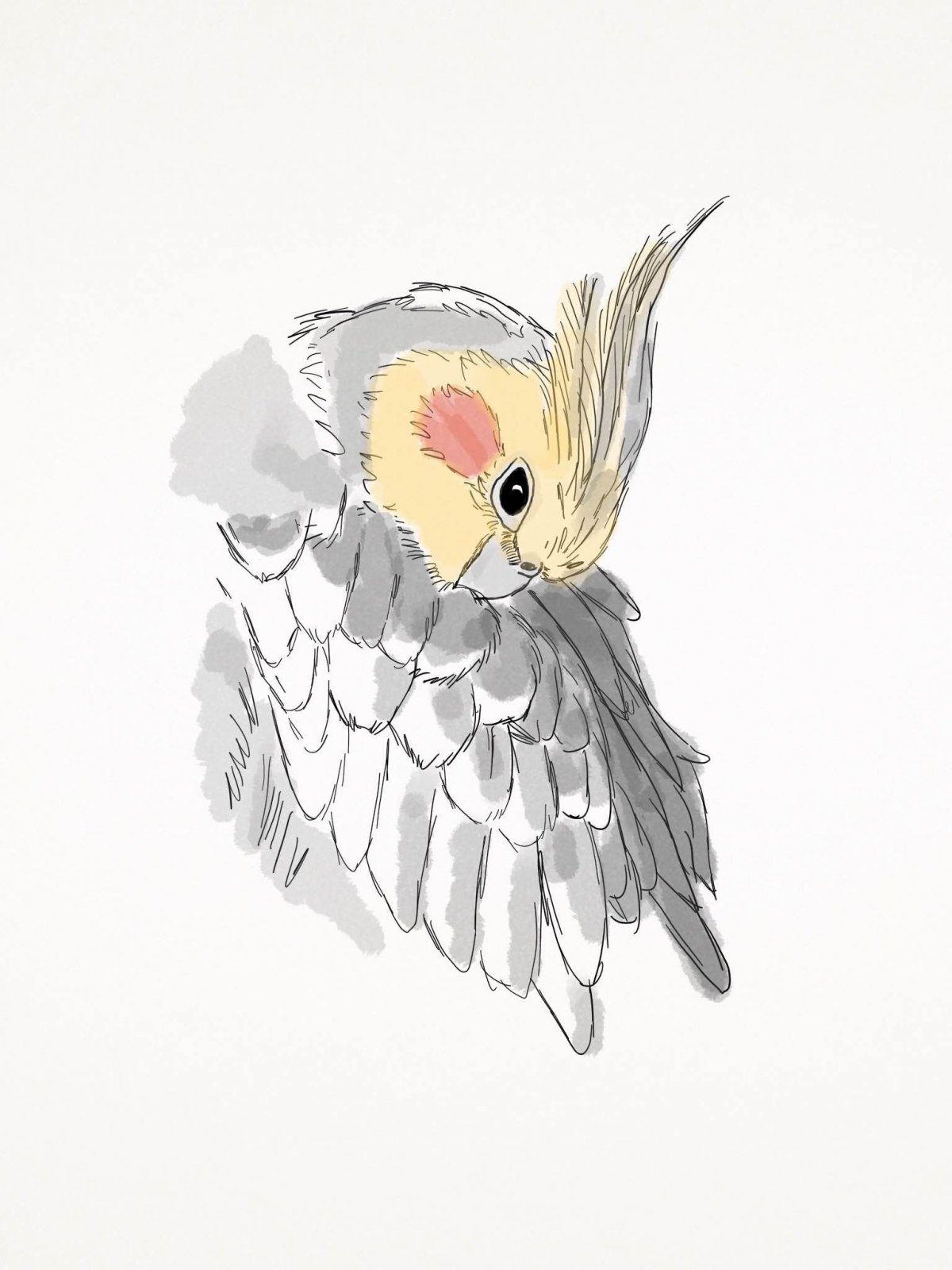 Нимфа корелла попугай