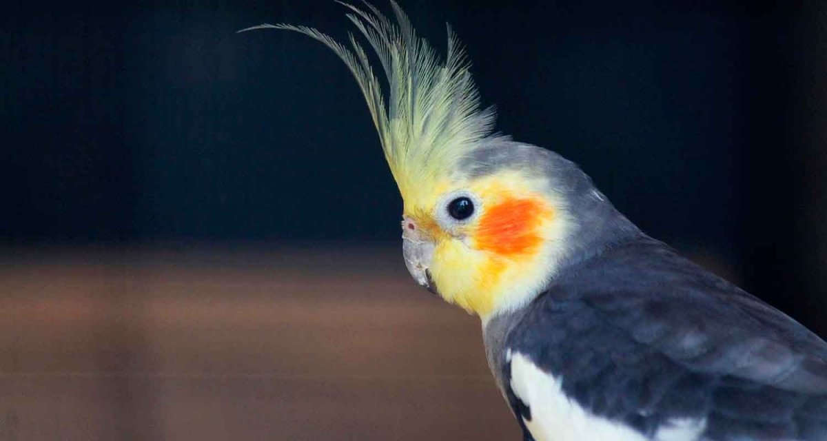 Корелла арт