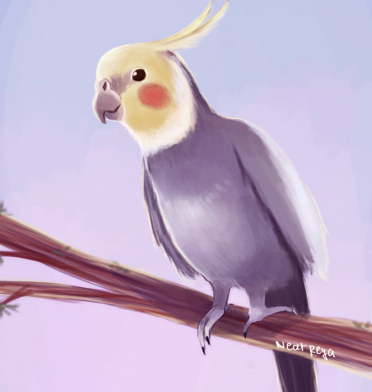 Попугаи неразлучники Какаду