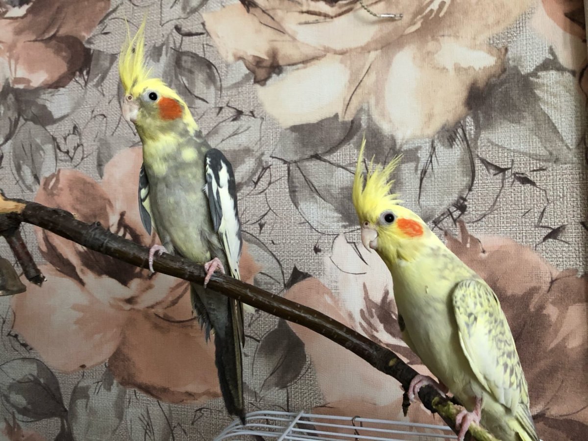 Корелла панк