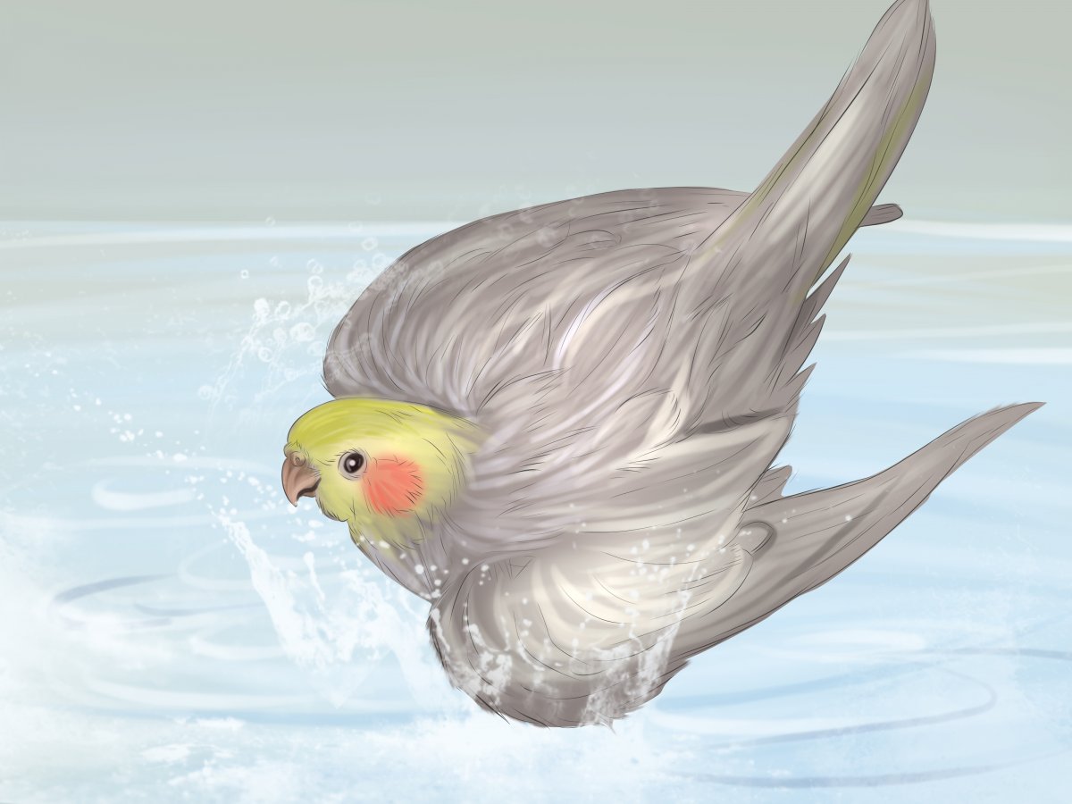 Милые попугаи кореллы