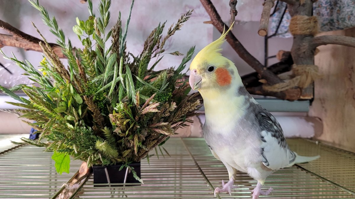 Попугай породы корелла